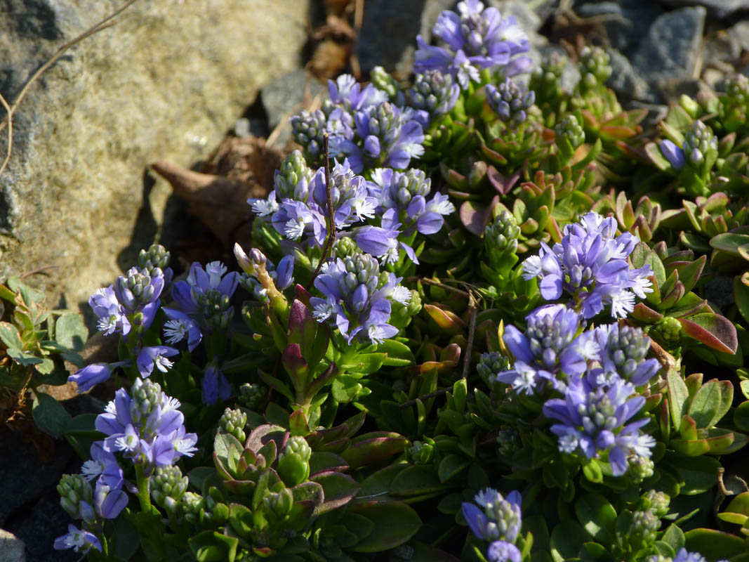 Polygala calcarea 'Lillet' photo